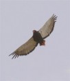 /album/photo-gallery-homepage/bateleur-2-jpg/